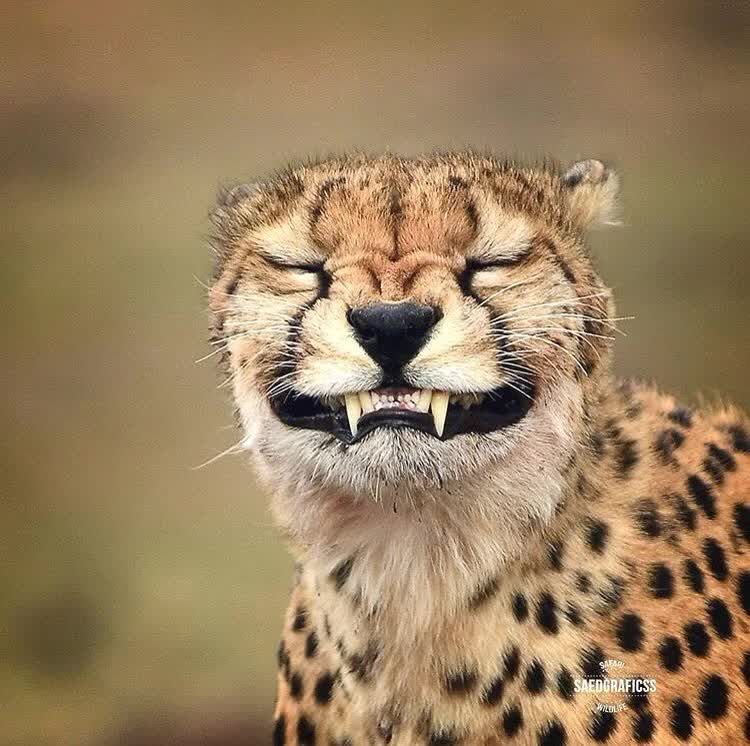 Cheetah.jpg