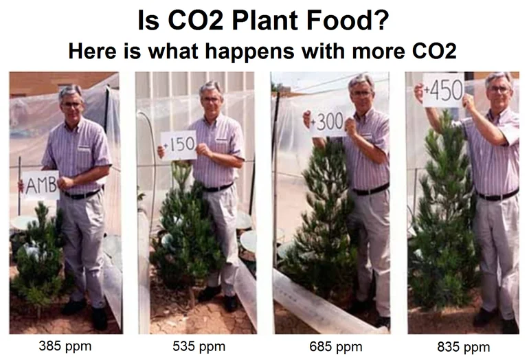 CO2-pineGrowth100120_white_bg_50pct.webp