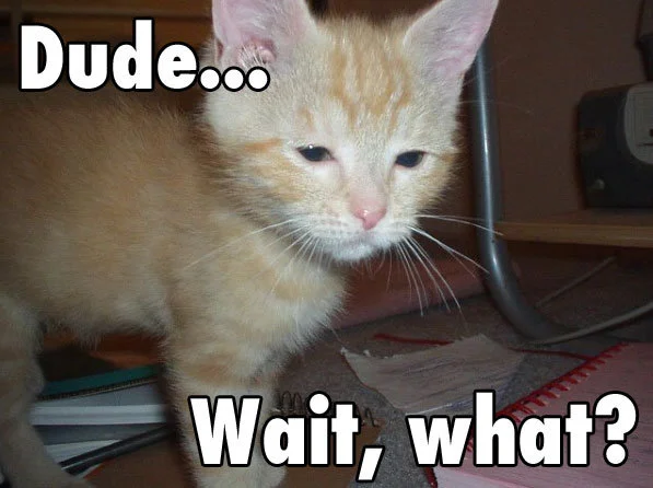 dude-wait-what.webp