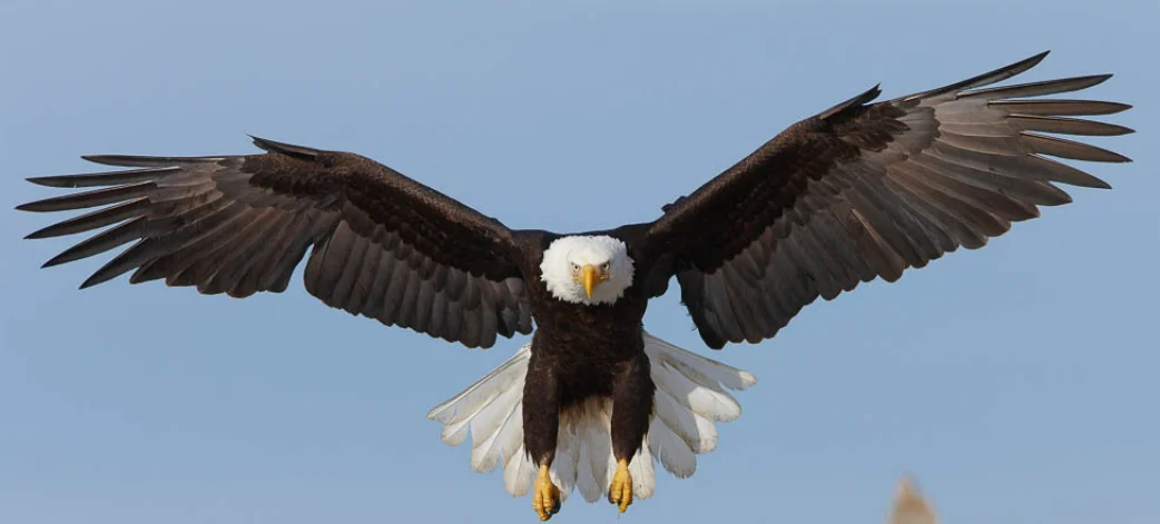 eagle.webp