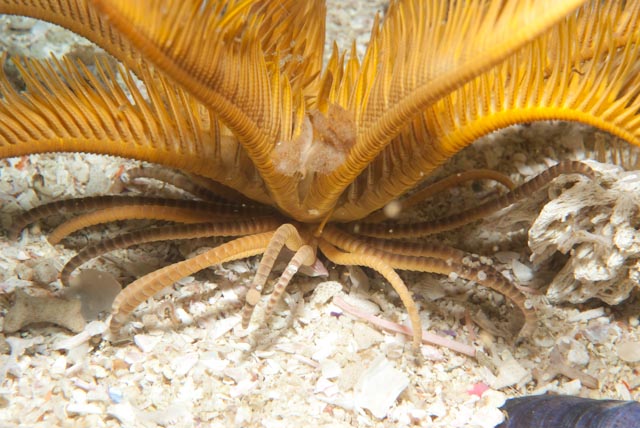 Elegant_feather_star9.jpg