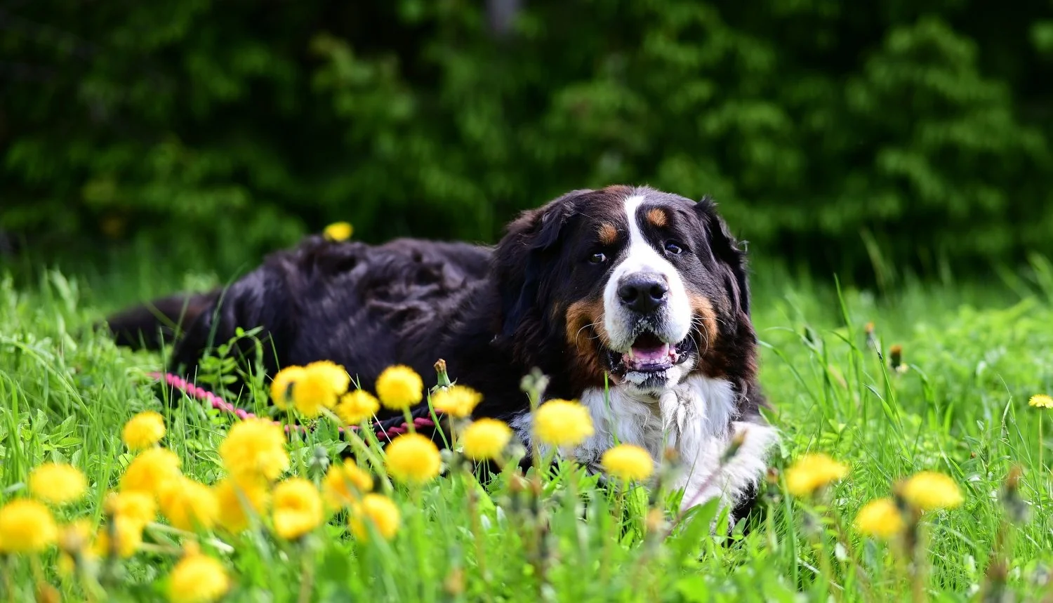 Fides ja voikukat.webp