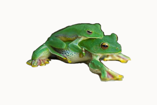 frogs-mating.jpg