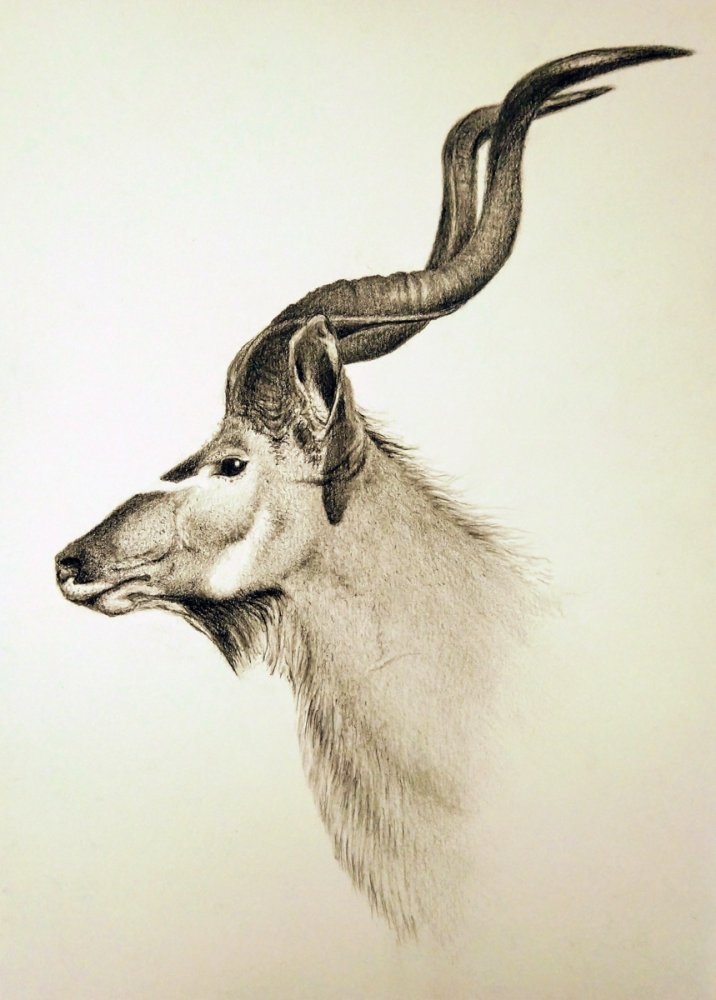 Kudu_LowRes.jpg