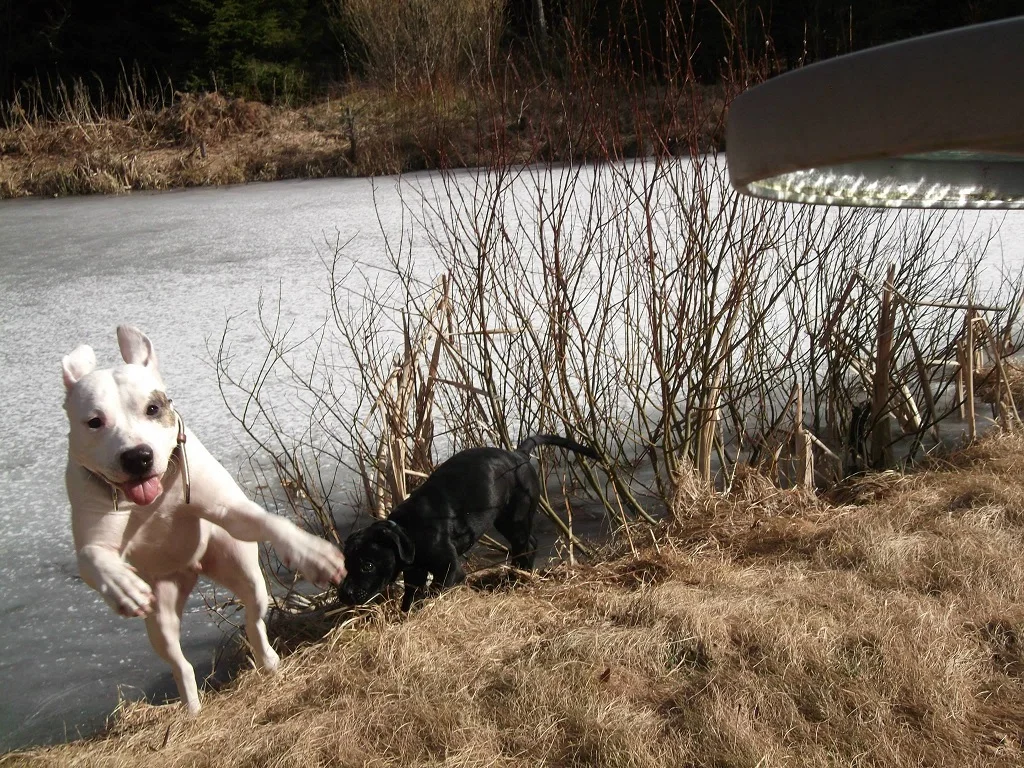 Pinky & the Brain.webp