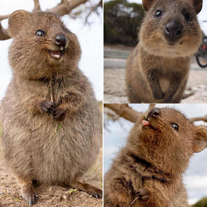 Quokka.jpg