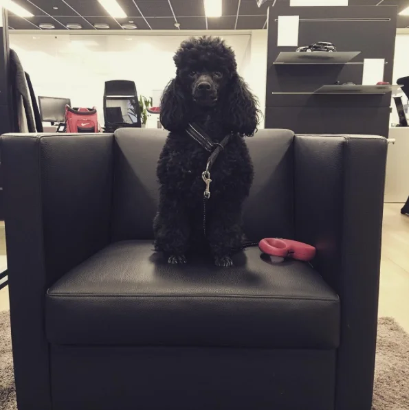 Screen Shot 2016-03-28 at 04.41.56.webp