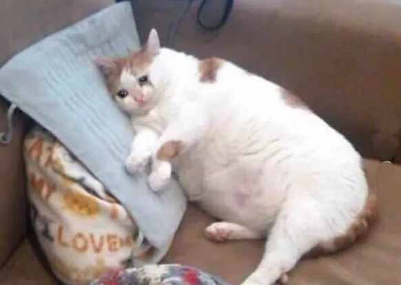 Screenshot 2017-03-21 08.03.35.webp