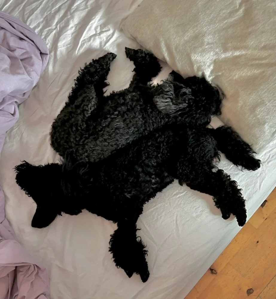 Screenshot 2023-05-31 at 19.23.22.webp