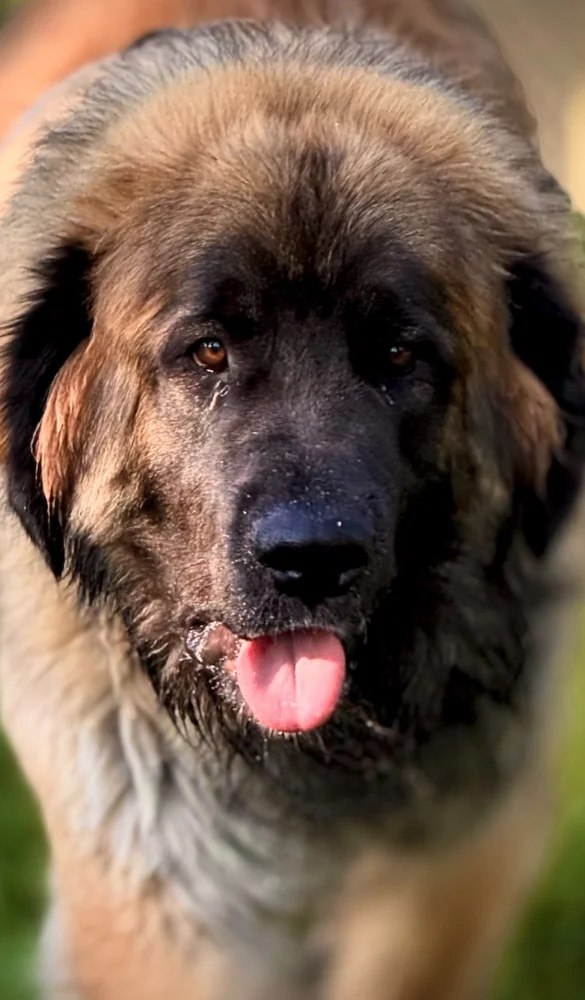 Screenshot 2025-07-15 at 13.02.11.webp