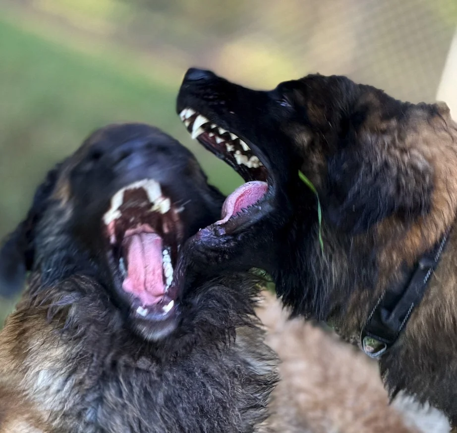 Screenshot 2025-09-28 at 21.01.58.webp