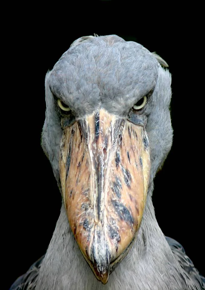 shoebill.webp