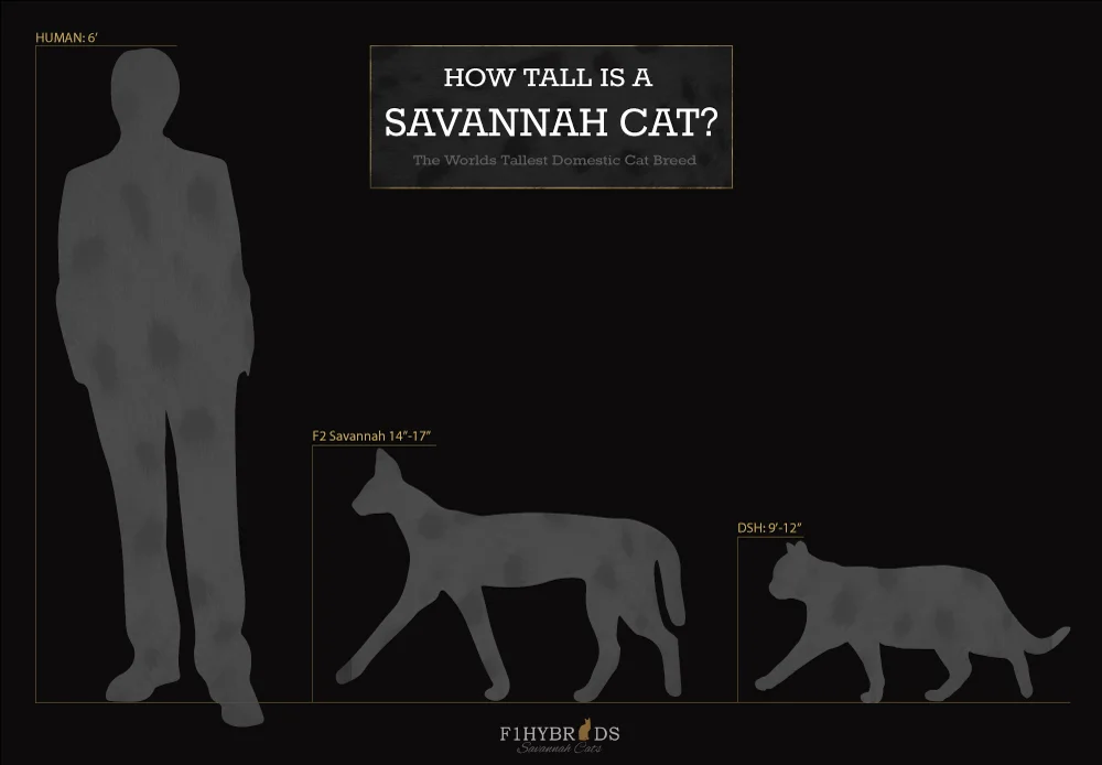Size+Comparison+Domestic+Cat+Vs+Savannah+Cats.webp