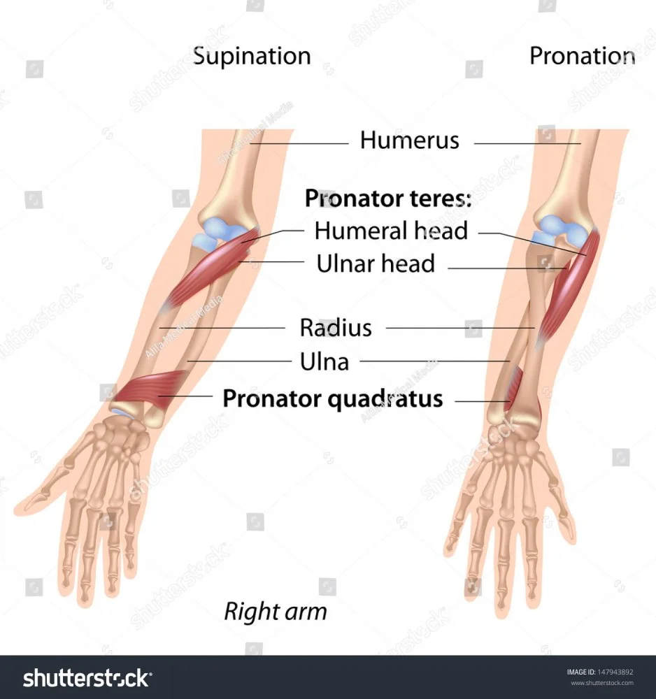 stock-photo-pronators-muscles-of-forearm-labeled-147943892.webp