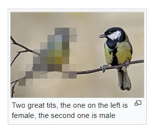 Tits.webp