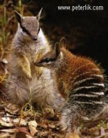 numbats%20lik[1].jpg