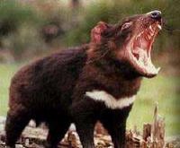 tasmanian devil.jpg