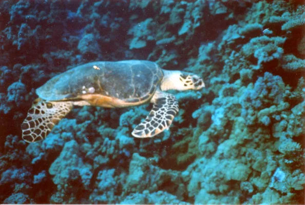 hawksbillseaturttle.webp