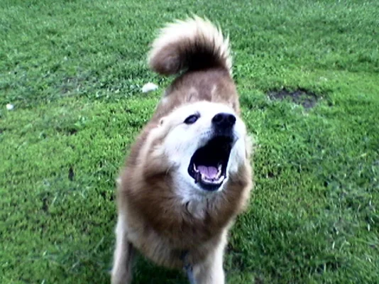 Rekku rähisee2.webp