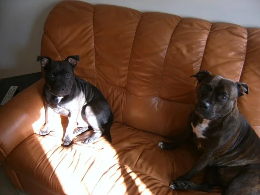 Koirat309 Resized.webp