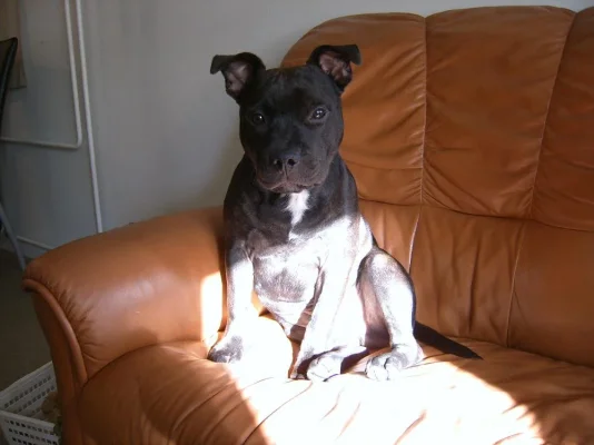 Koirat312 Resized.webp