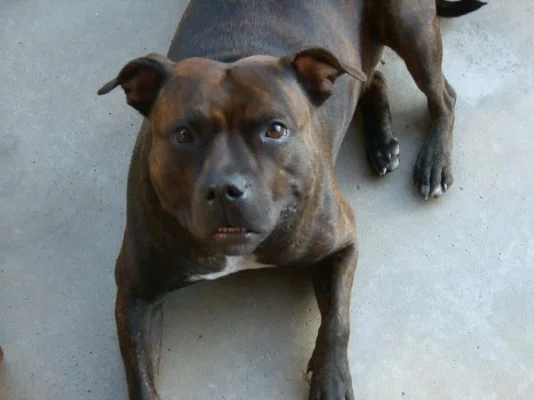 Koirat330 Resized.webp