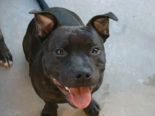 Koirat331 Resized.webp