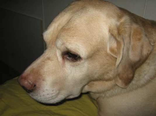 Kuva 20090328 003.webp