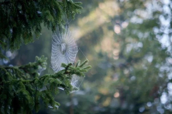 DSC_0737 (Medium).webp