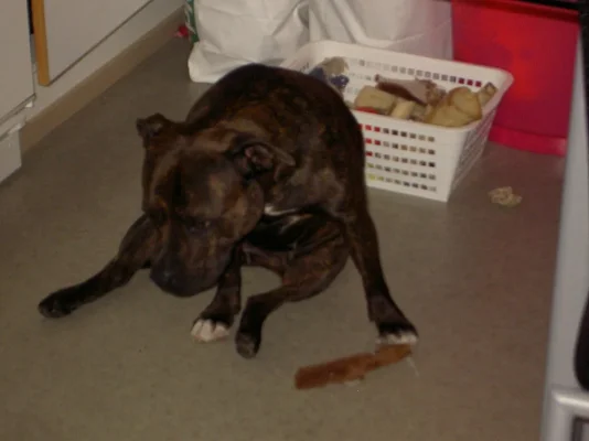 Copy of Koirat139.webp