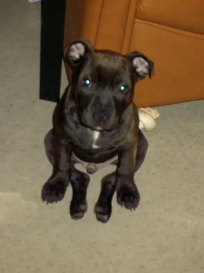 Copy of Koirat143.webp