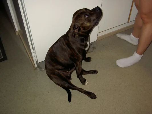 Copy of Koirat163.webp