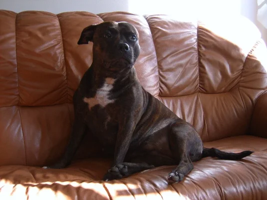 Copy of Koirat313.webp