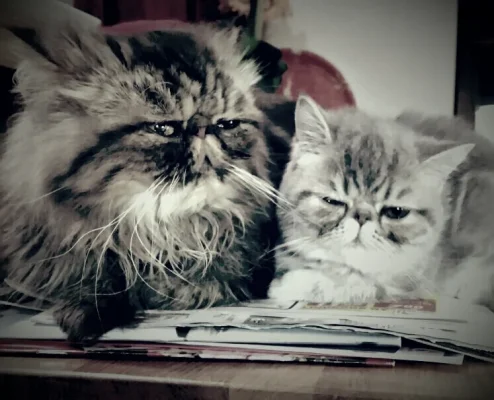 2017-01-07 14.39.09.webp