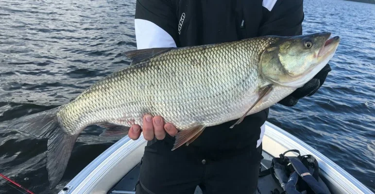 IMG_20180818_095547.webp IMG_20180818_095547.webp