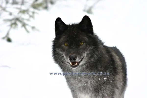 Canadian Grey Wolf.jpg.webp