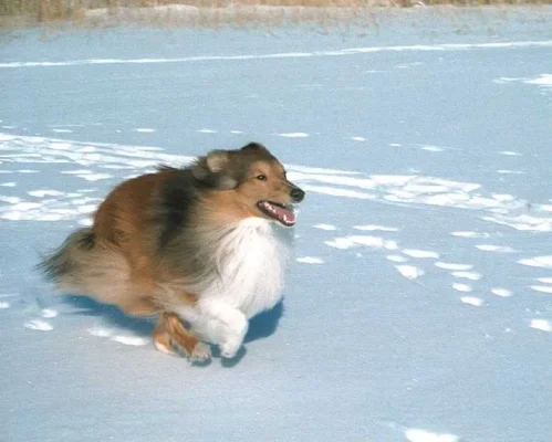 Kassu, kalenterikuva.webp