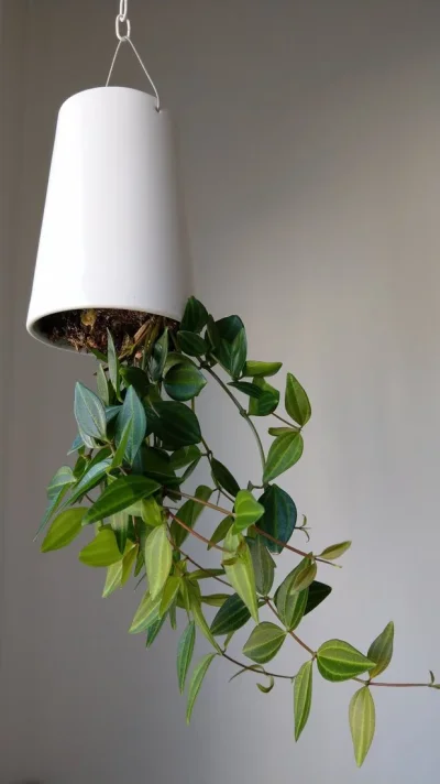 IMAG2091.webp IMAG2091.webp