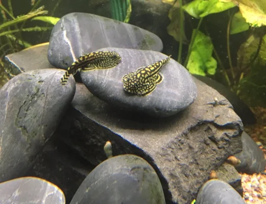 76BC4D53-8A4B-4229-88FA-5DA83B756EB9.webp 76BC4D53-8A4B-4229-88FA-5DA83B756EB9.webp