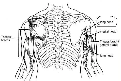 tricepbig.webp