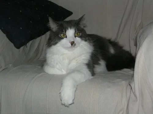 diesel.webp diesel.webp