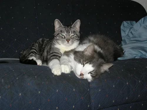 j ja d.webp j ja d.webp