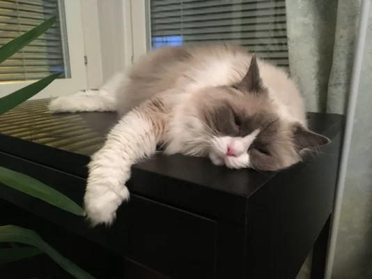 03F5F7CD-F98F-425F-A0F5-CB529E973592.webp 03F5F7CD-F98F-425F-A0F5-CB529E973592.webp