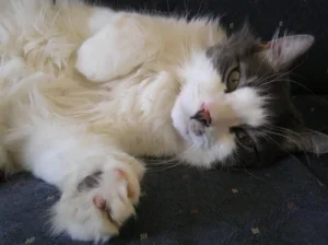 pakkikselle.webp pakkikselle.webp