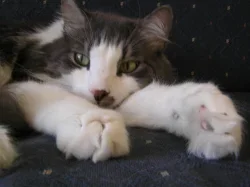 pakkisell1.webp pakkisell1.webp