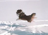 Kassu lentää pieni.webp