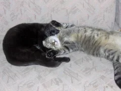 ramses&pepe pieni.webp