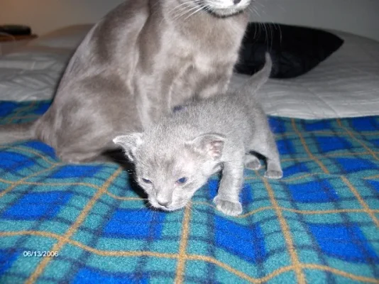 Juulia ja pennut 009.webp