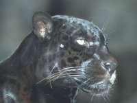 Panthera_onca_007.jpg