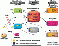 Leptin.gif